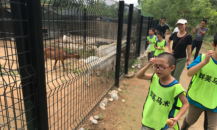 我与小马